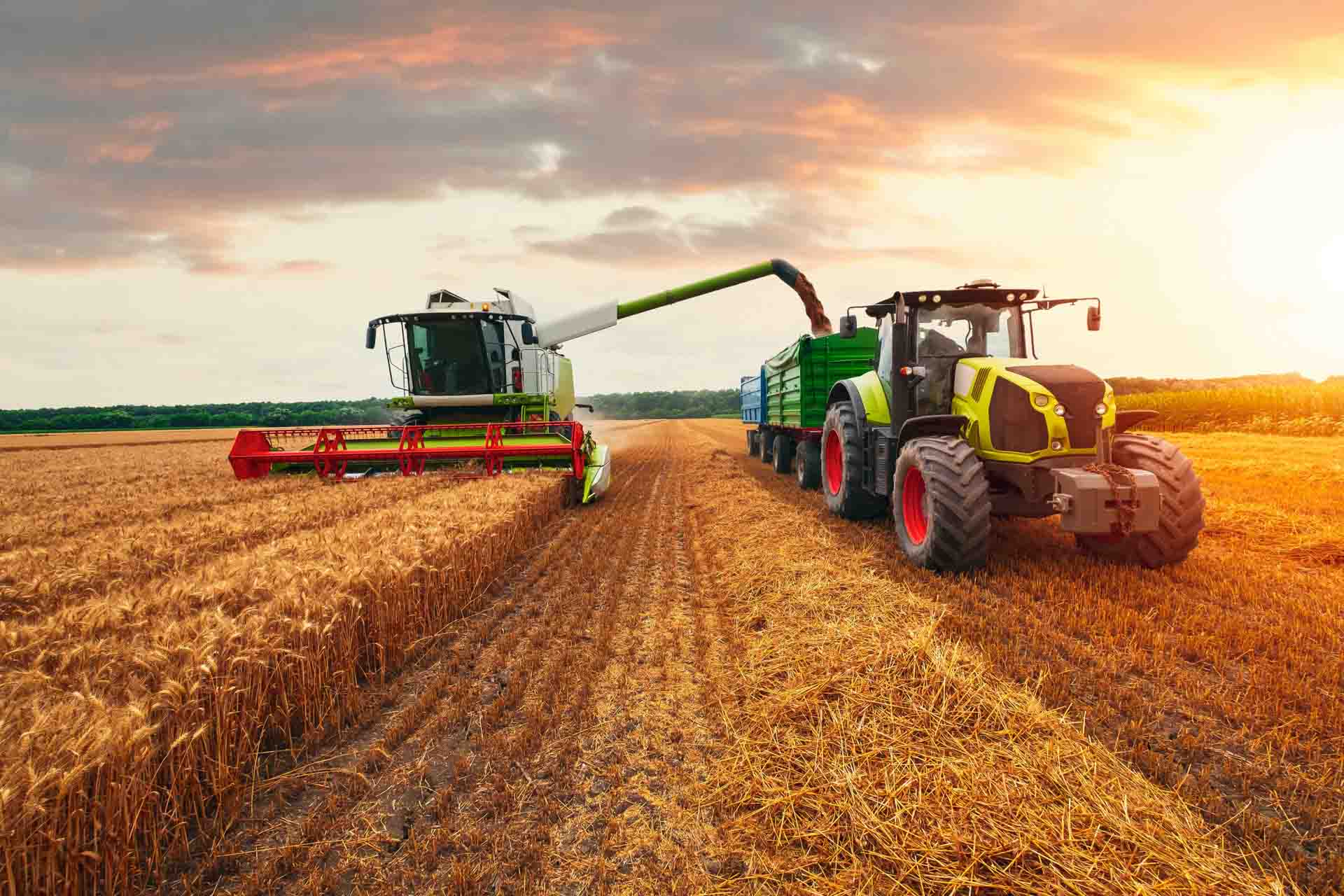 Mähdrescher lädt bei Sonnenuntergang Getreide per Auswurfrohr in den Anhänger eines Traktors
